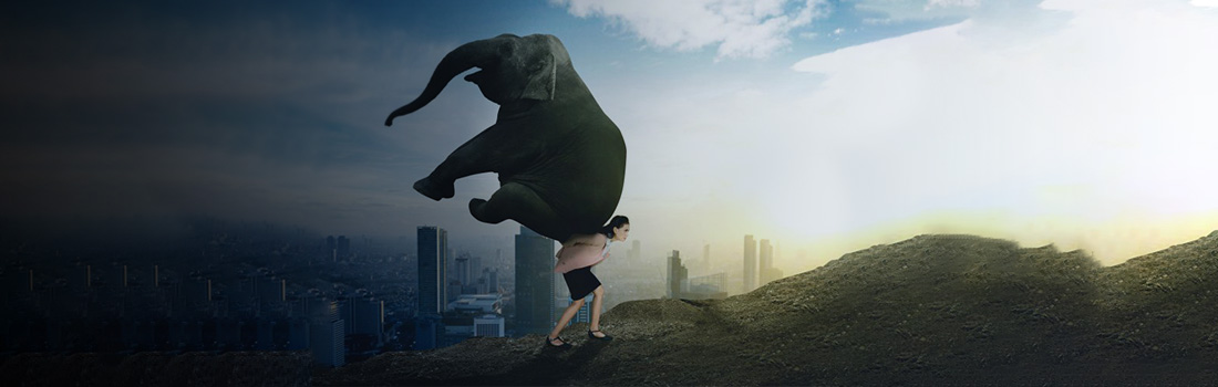 Elena Cutri_ia-2019-elephant-768x512-1